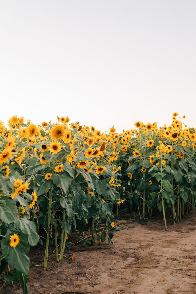 Utah’s Sunflower Festival Family Pictures
