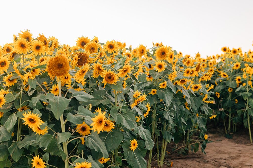 Utah’s Sunflower Festival Family Pictures
